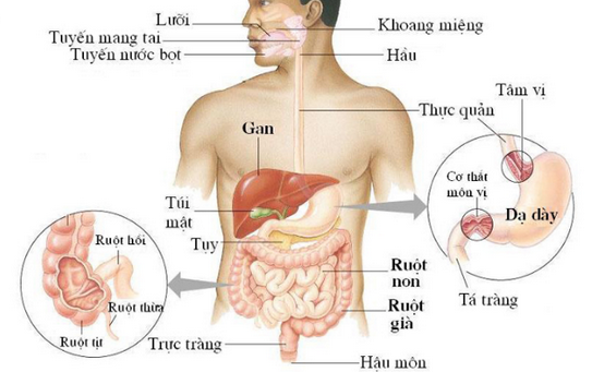 Khám tiêu hóa bao gồm khám những gì?